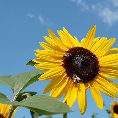 Daire Pirol: Dorf Hideaway Gornja *