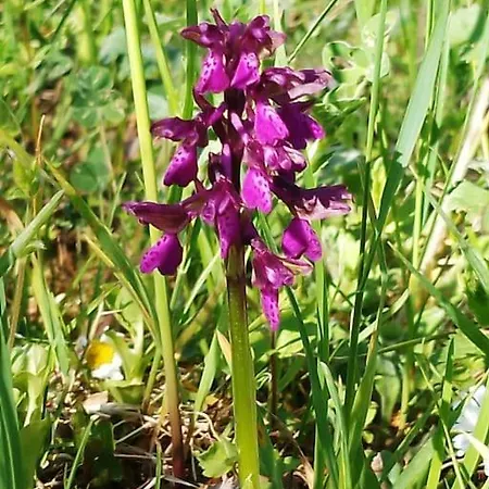 Pirol: Dorf Hideaway Gornja Lägenhet