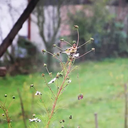 Daire Pirol: Dorf Hideaway Gornja