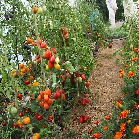 Pirol: Dorf Hideaway Gornja *