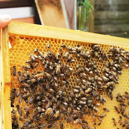 Pirol: Dorf Hideaway Gornja Breza