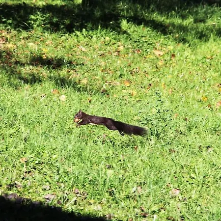 Lägenhet Pirol: Dorf Hideaway Gornja